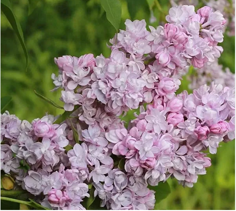 Сирень обыкновенная "Утро Москвы" Syringa vulgaris "Utro Moskvy"