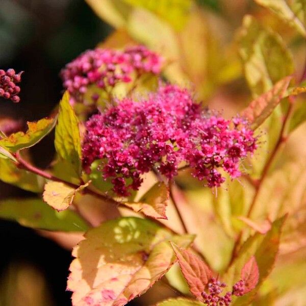 Спирея японская "Фаирлайт" Spiraea japonica "Firelight"