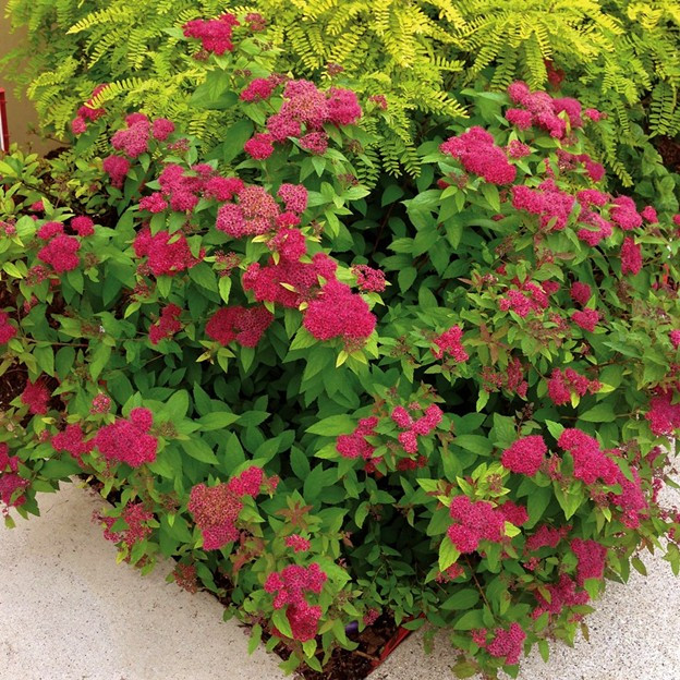 Спирея японская "Фробели" Spiraea japonica "Froebelii"