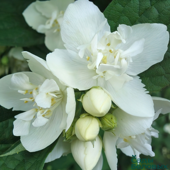 Чубушник "Эльбрус" Philadelphus coronarius 'Elbrus"