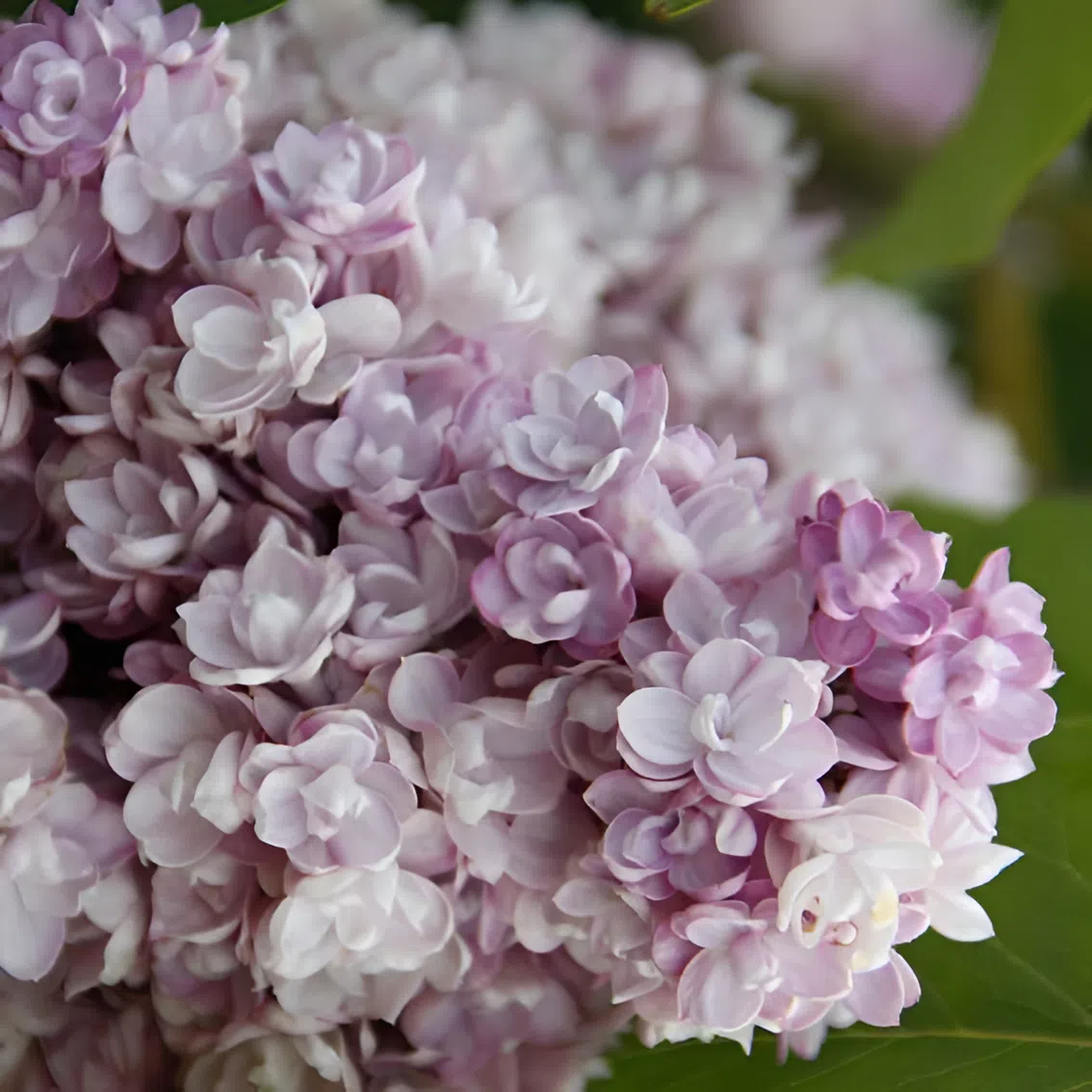 Сирень обыкновенная "Монтень" Syringa vulgaris "Montaigne"