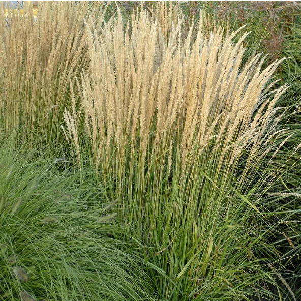 Вейник остроцветковый "Карл Фоерстер" Calamagrostis × acutiflora "Karl Foerster"