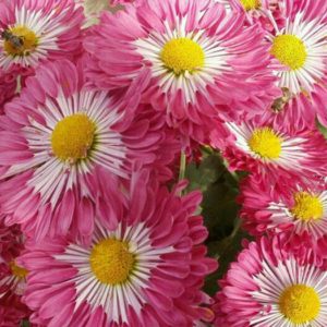 Хризантема корейская "Вышиванка" Chrysanthemum × koreanum "Vyshivanka"
