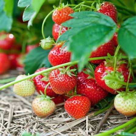 Клубника ремонтантная "Королева Елизавета" Fragaria ananassa "Koroleva Elizaveta"
