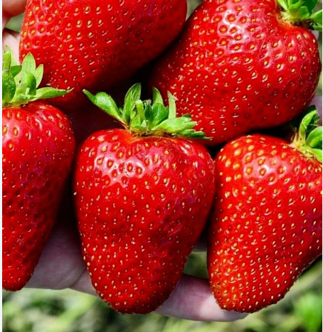 Клубника ремонтантная "Крапо 10" Fragaria ananassa "Crapo 10"