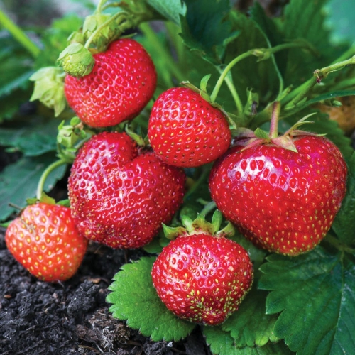 Клубника ремонтантная "Мальга" Fragaria ananassa "Malga"