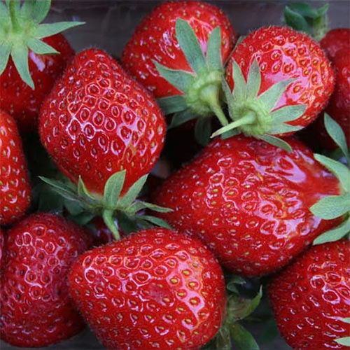 Клубника ремонтантная "Мара де Буа" Fragaria ananassa "Mara des Bois"