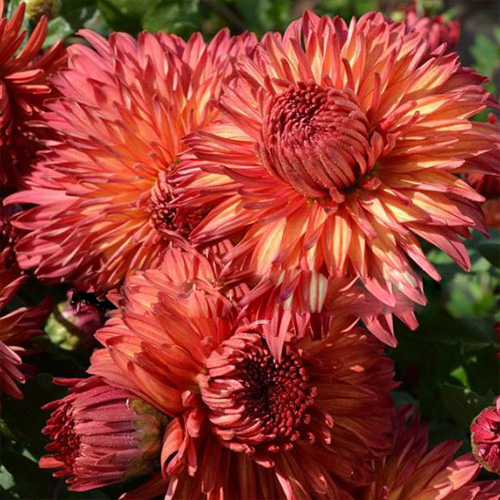 Хризантема корейская "Папороти" Chrysanthemum × koreanum "Paporoti"