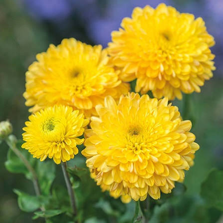 Хризантема корейская "Помпон Еллоу" Chrysanthemum × koreanum "Pompon Yellow"