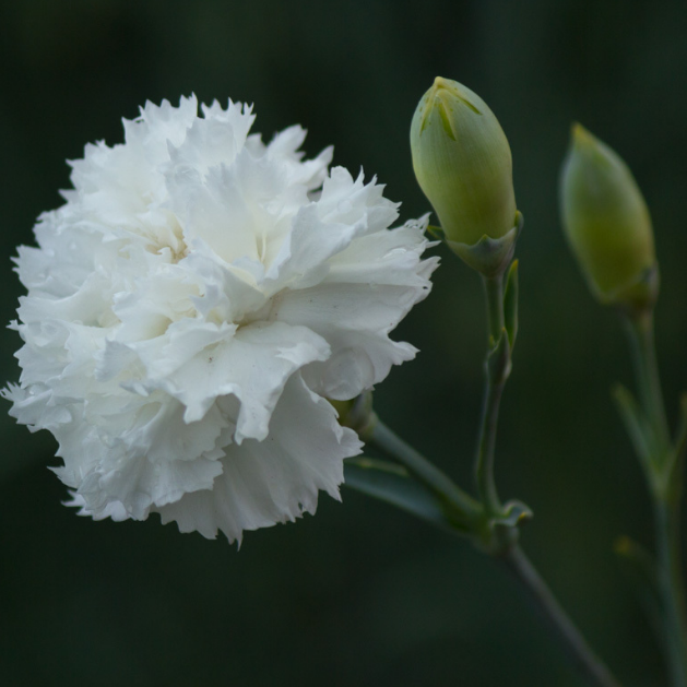 Гвоздика перистая "Энджел оф Пьюрити" Dianthus plumarius "Angel of Purity"