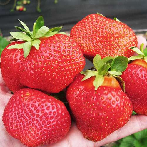 Клубника "Румба" Fragaria ananassa "Rumba"