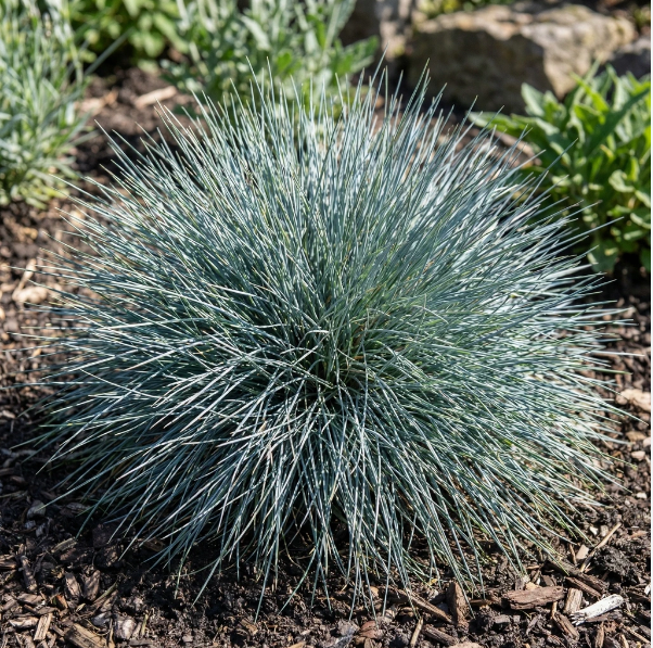 Овсяница сизая Festuca glauca
