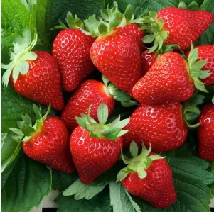 Клубника ремонтантная "Сизоже" Fragaria ananassa "Cijosée"