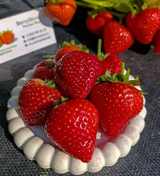 Клубника ремонтантная "Флорис" Fragaria ananassa "Florice"