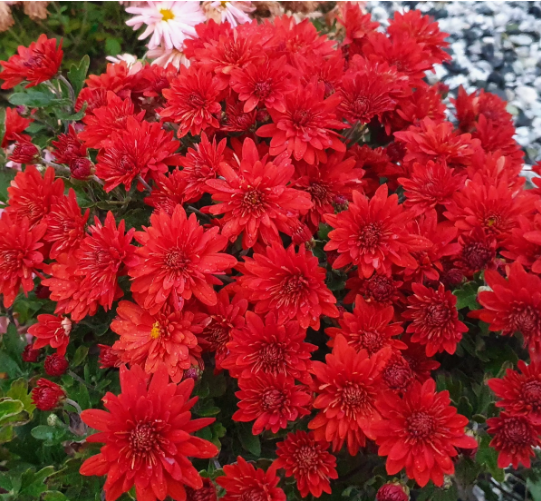 Хризантема корейская "Червона Калына" Chrysanthemum × koreanum "Chervona Kalyna"