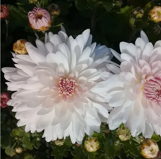Хризантема корейская "Яблоневый цвет" Chrysanthemum × koreanum "Yablonevyi Tsvet"