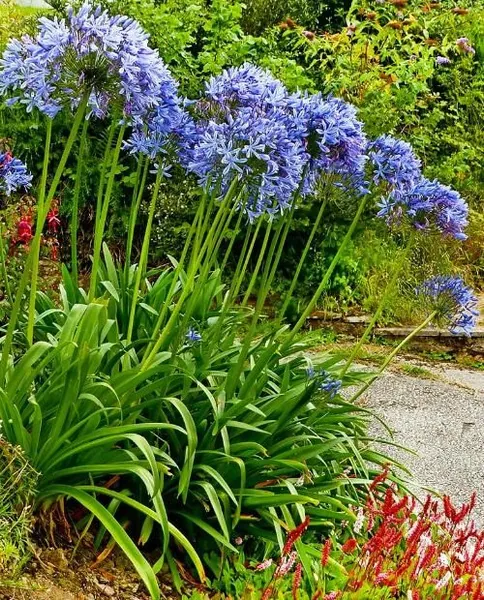 Агапантус африканский Agapanthus africanus