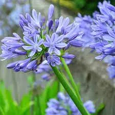 Агапантус «Д-р Брауэр» Agapanthus "Dr Brouwer"