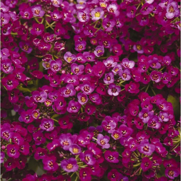Алиссум приморский "Клиа Кристалл Пурпл Шейдс" Alyssum "Clear Crystal Purple Shades"
