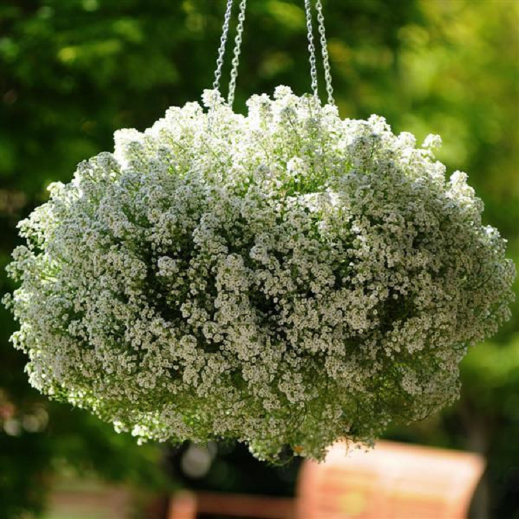 Алиссум приморский "Клиа Кристалл Вайт" Alyssum "Clear Crystal White"