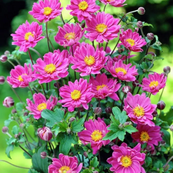 Анемона гибридная "Роткапхен" Anemone hybrida "Rotkäppchen"