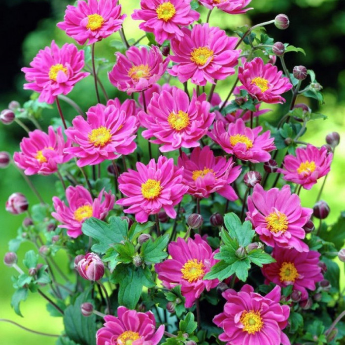 Анемона гибридная "Роткапхен" Anemone hybrida "Rotkäppchen" С2/3