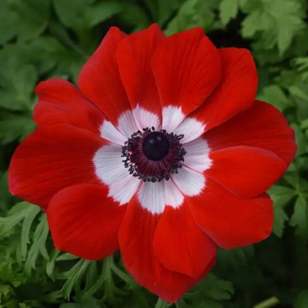 Анемона корончатая "Мона Лиза Скарлет Ай" Anemone coronaria "Mona Lisa Scarlet Eye" Р9