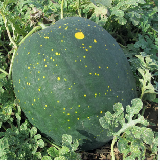 Арбуз "Млечный путь" Citrullus lanatus "Via Lactea "