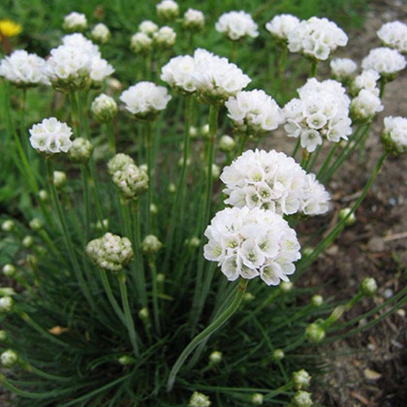 Армерия приморская "Альба" Armeria maritima "Alba" С 2/3