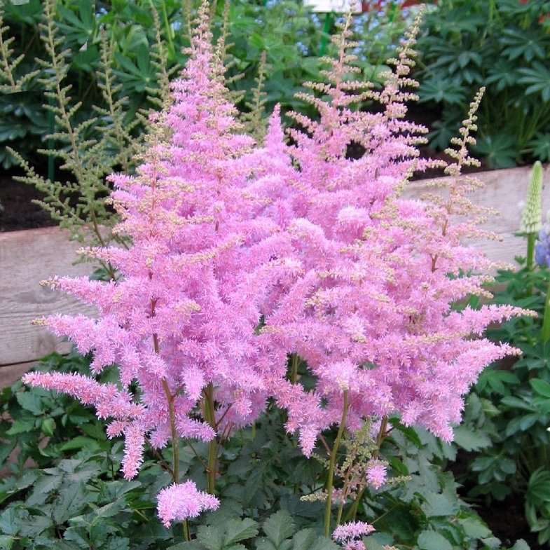 Астильба Арендса "Айс Крим" Astilbe Аrendsii "Ice Cream" С2/3