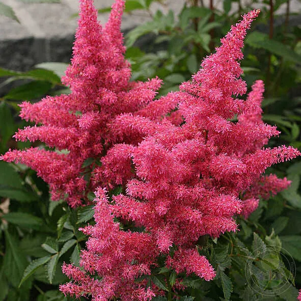 Астильба Арендса "Драм энд Басс" Astilbe Аrendsii "Drum and Bass"