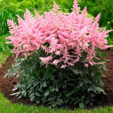 Астильба Арендса "Кантри энд Вестерн" Astilbe Аrendsii "Country and Western" С2/3