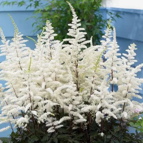 Астильба Арендса "Клоуз Хармони" Astilbe Аrendsii "Close Harmony" С2/3