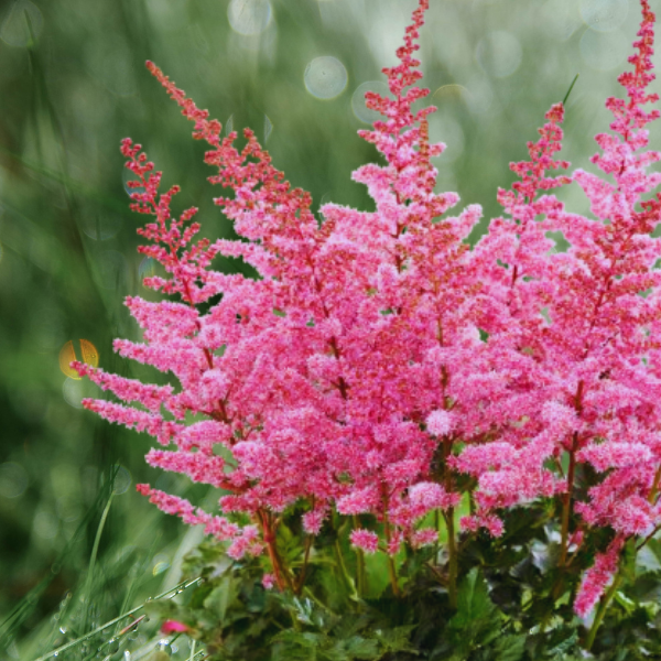 Астильба Арендса "Рэззл Дэззл" Astilbe Аrendsii "Razzle Dazzle" С2/3