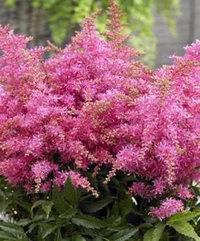 Астильба китайская "Лав энд Прайд" Astible chinensis "Love and Pride" С2/3