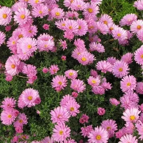 Астра кустарниковая "Розенвихтель" Aster dumosus "Rosenwichte" С2/3