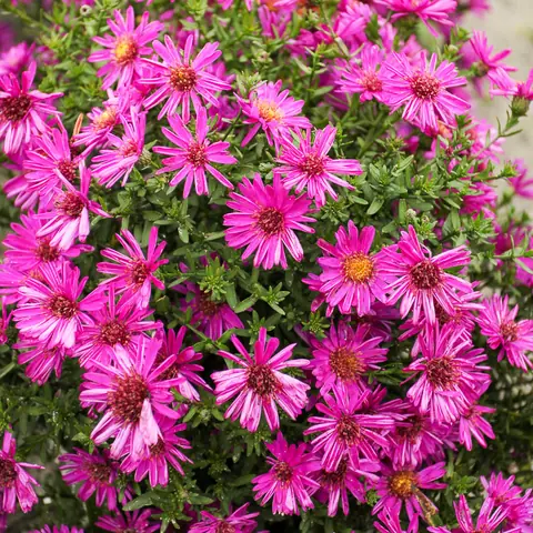 Астра кустарниковая "Старлайт" Aster dumosus "Starlight" С2/3
