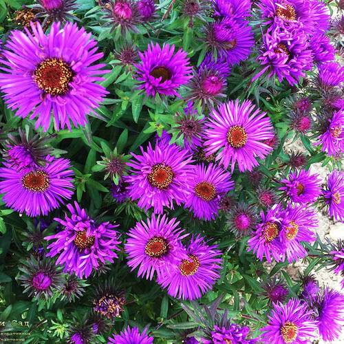 Астра ново-английская "Пёрпл Доум" Aster novae-angliae "Purple Dome" С2/3
