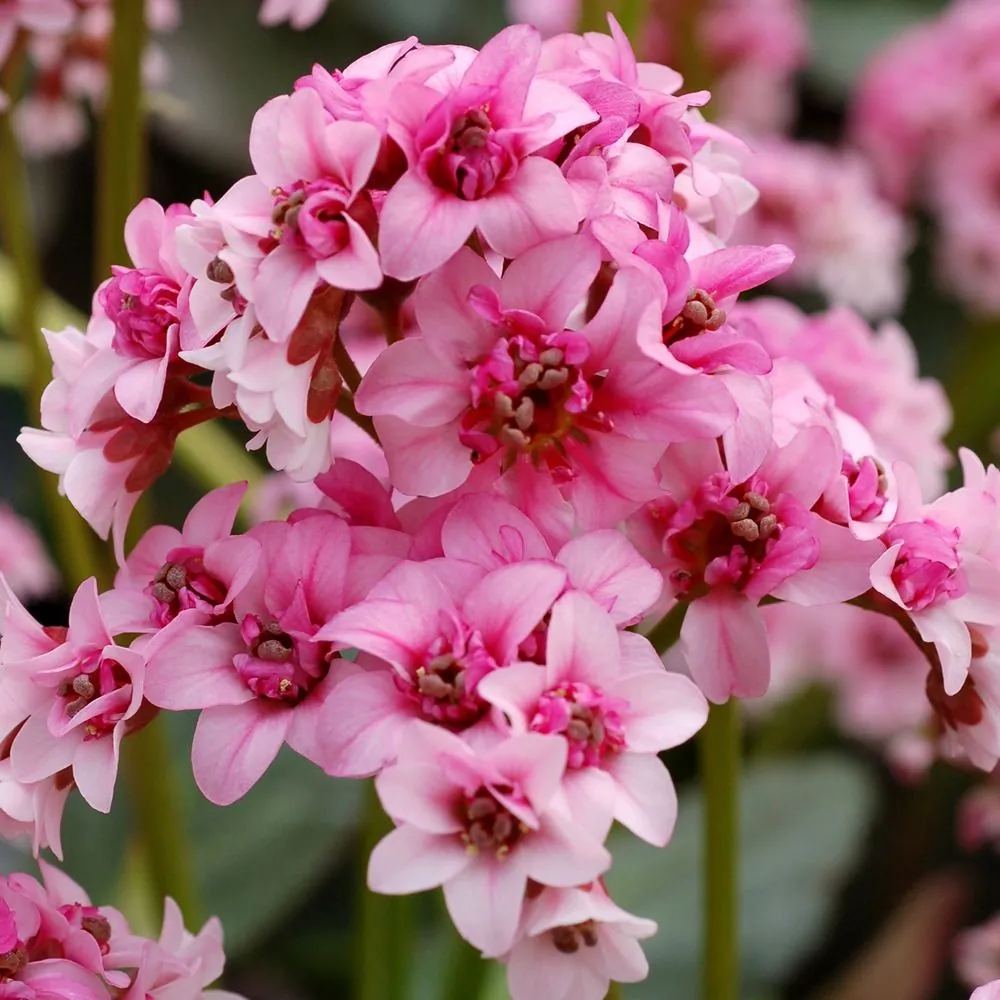 Бадан гибридный «Пинк Драгонфлай» Bergenia hybrid "Pink Dragonfly"