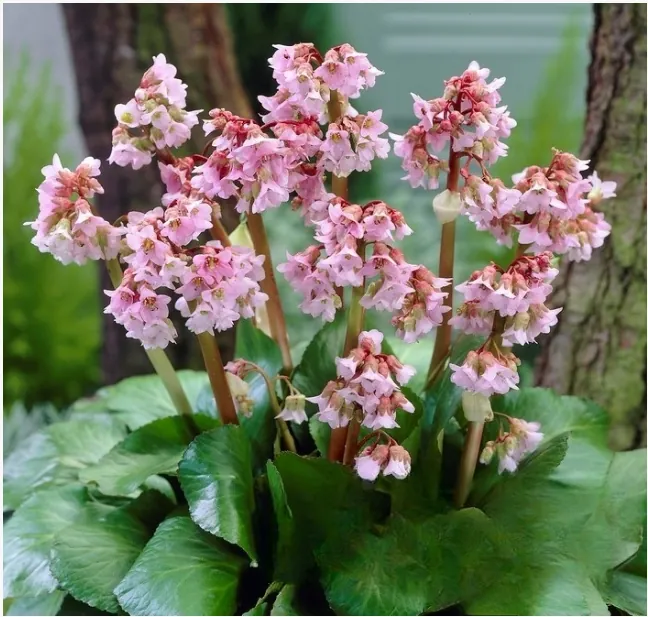 Бадан сердцелистный "Беби Долл" Bergenia cordifolia "Baby Doll"