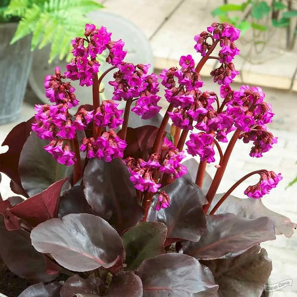 Бадан сердцелистный "Эроика" Bergenia cordifolia "Eroica"