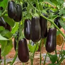 Баклажан "Алмаз" Solanum melongena "Almaz"