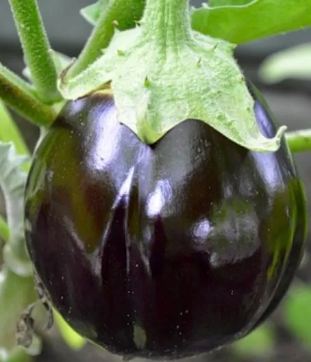 Баклажан "Грибное удовольствие" Solanum melongena "Gribnoye Udovolstviye"