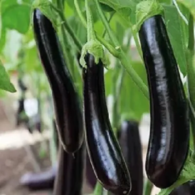 Баклажан "Меч Самурая" Solanum melongena "Mesh Samuraiy"