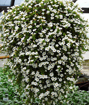 Бакопа "Снежная лавина" Bacopa cordata "Snow Avalanche" Кашпо 4л