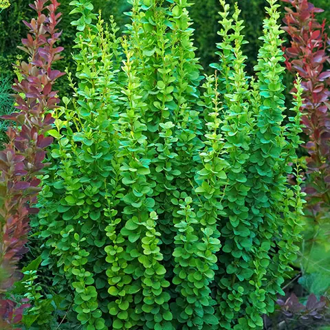 Барбарис Тунберга "Эректа" Berberis Thunbergii "Erecta"