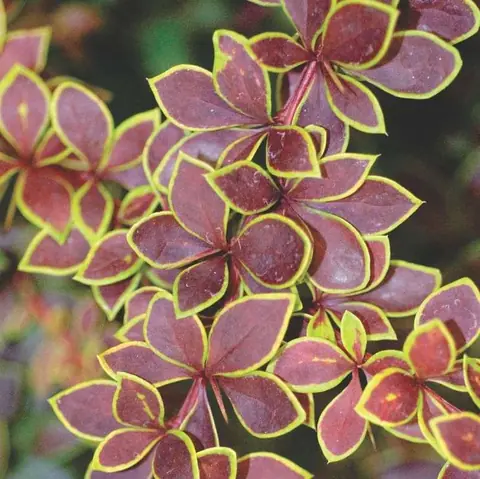 Барбарис Тунберга "Голден Ринг" Berberis Thunbergii "Golden Ring"