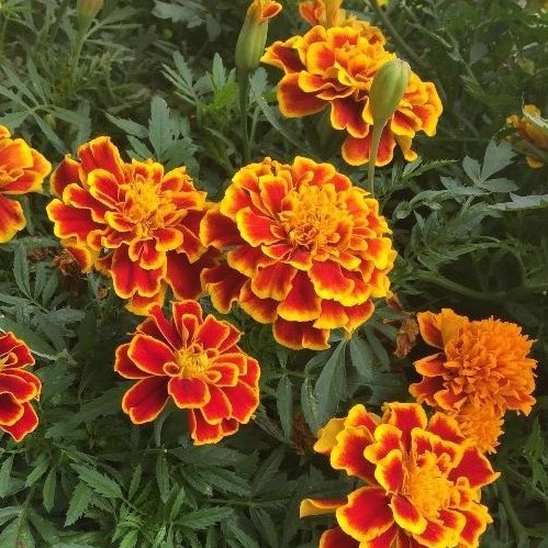 Бархатцы отклоненные «Бонанза Би» Tagetes patula "Bonanza Bee"