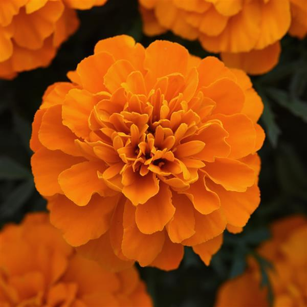 Бархатцы отклоненные «Бонанза Дип Оранж» Tagetes patula "Bonanza Deep Orange"