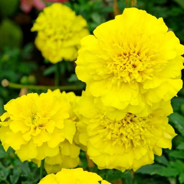 Бархатцы отклоненные «Бонанза Еллоу» Tagetes patula "Bonanza Yellow"